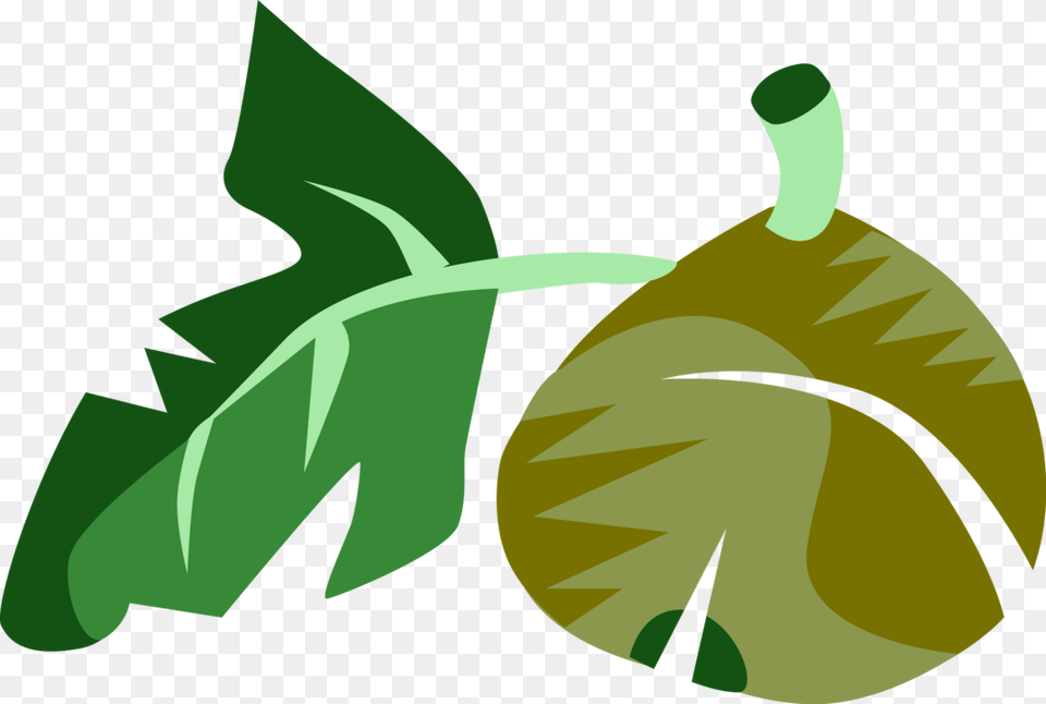 Vector Illustration Of Common Fig Fruit With Leaf, Plant, Food, Produce, Vegetable Png Image
