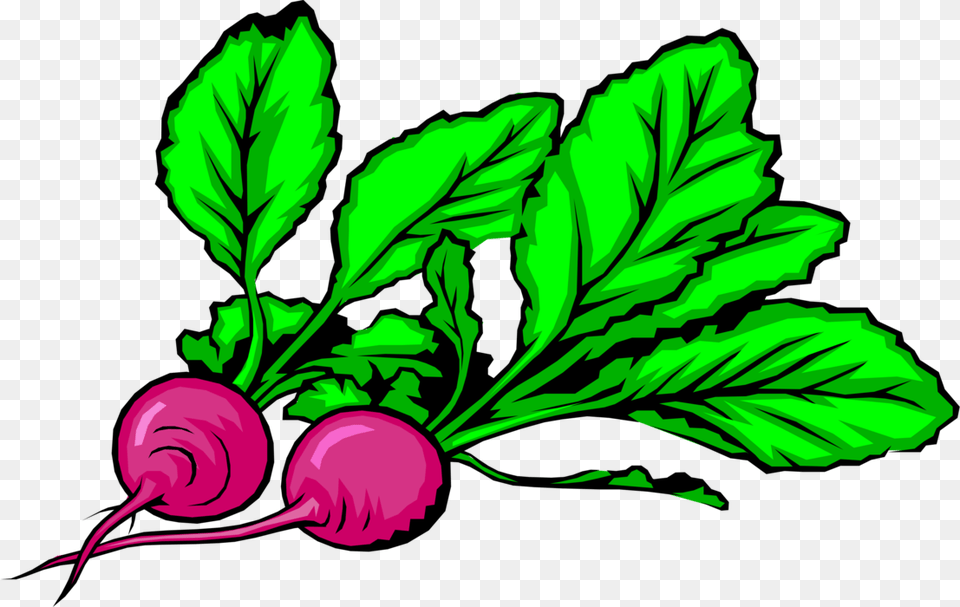 Vector Illustration Of Crisp Pungent Edible Root Vegetable, Food, Produce, Plant, Radish Free Png Download