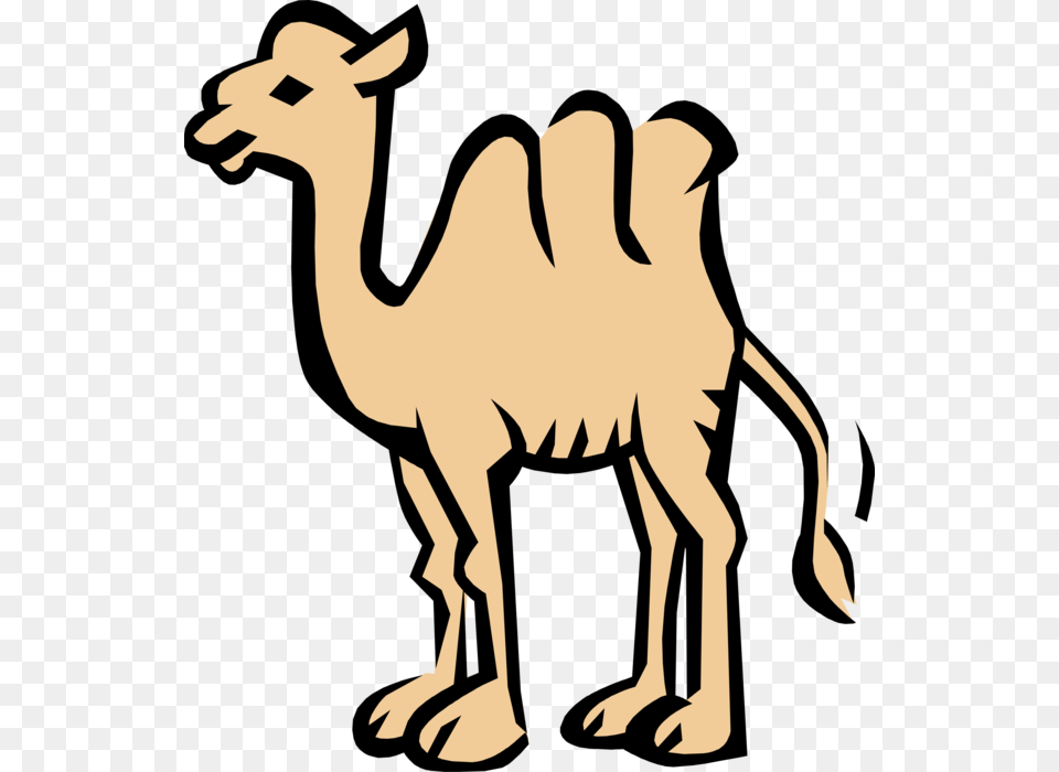 Vector Illustration Of Dromedary Beast Of Burden Camel Coloring Book, Animal, Mammal, Kangaroo Free Transparent Png