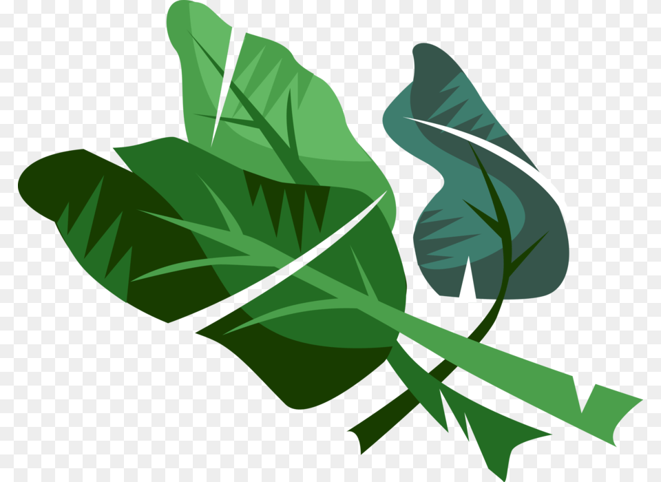 Vector Illustration Of Edible Vegetable Leaf Plant Vector Graphics, Food, Produce, Leafy Green Vegetable, Person Free Png Download