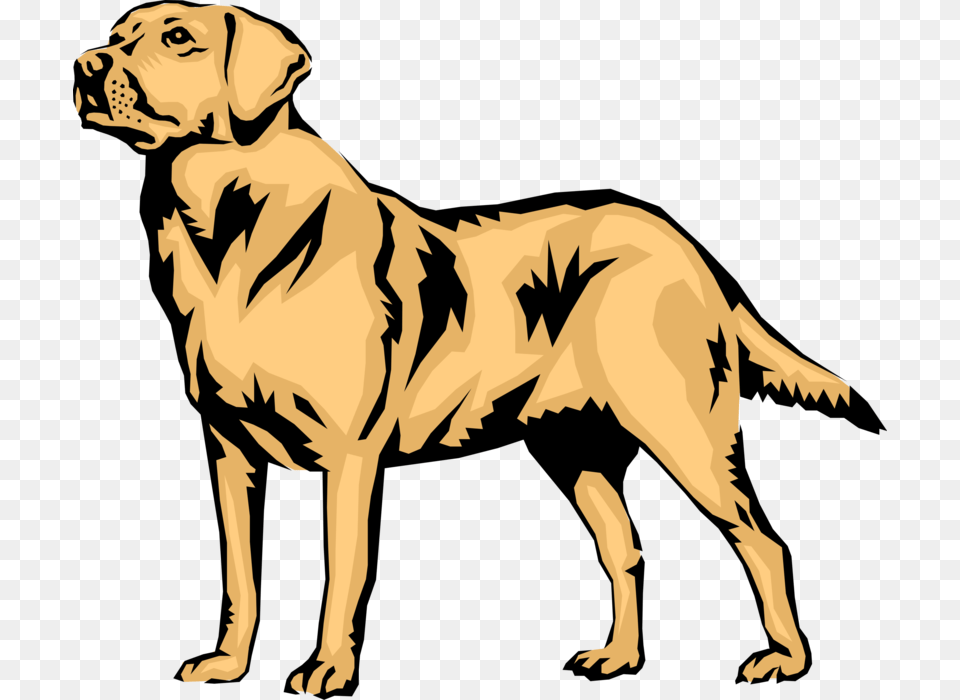 Vector Illustration Of Family Pet Golden Labrador Retriever Labrador Retriever Vector, Animal, Canine, Mammal, Dog Png Image