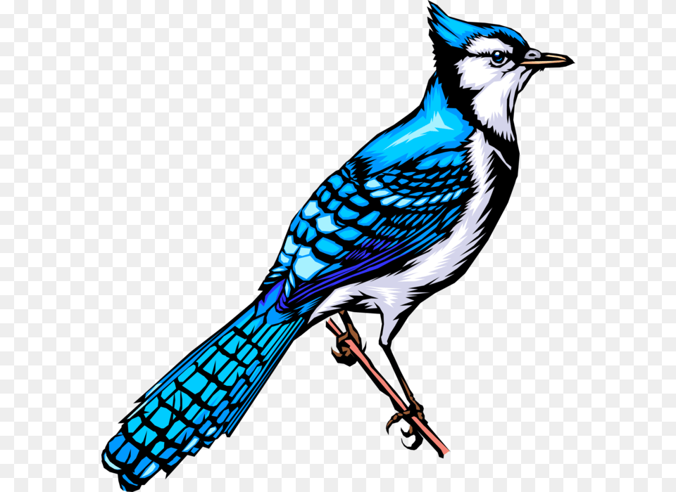 Vector Illustration Of Feathered Vertebrate North American Animated Blue Jay Bird, Animal, Blue Jay, Bluebird Free Png Download
