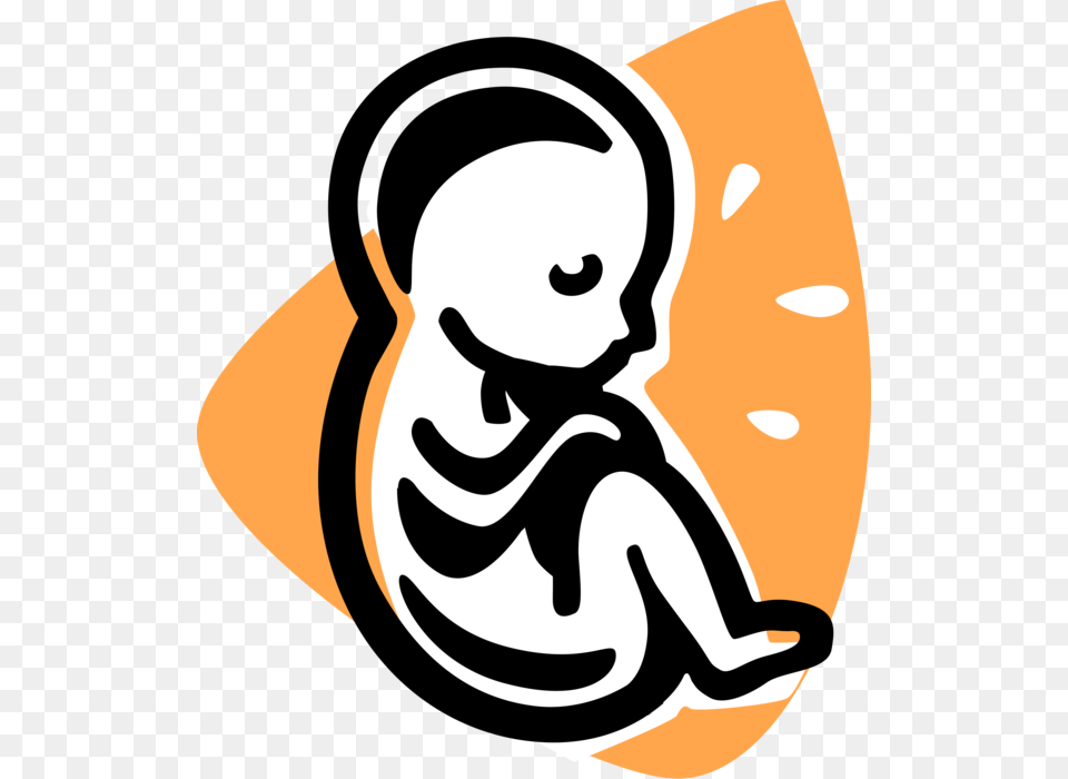 Vector Illustration Of Fetus Prenatal Human Between Fetus Clipart, Sticker, Baby, Person, Stencil Png Image