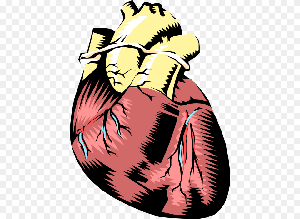 Vector Illustration Of Human Heart With Aorta Human Heart Not Labeled, Publication, Book, Comics, Adult Free Transparent Png
