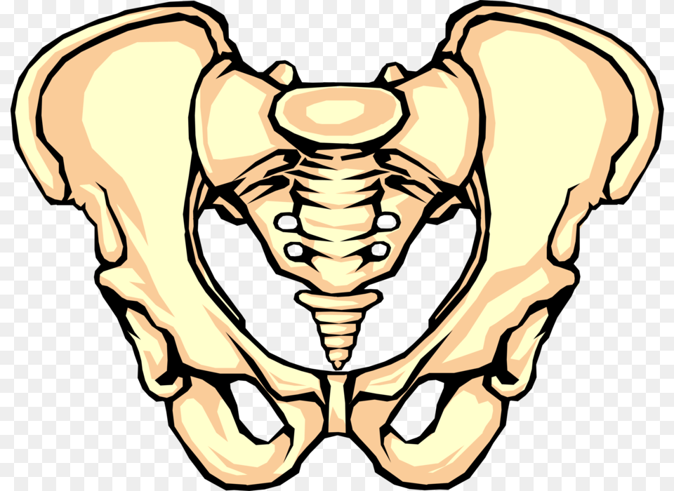 Vector Illustration Of Human Pelvis Bone Pelvic Bone Clipart, Baby, Person, Face, Head Free Png