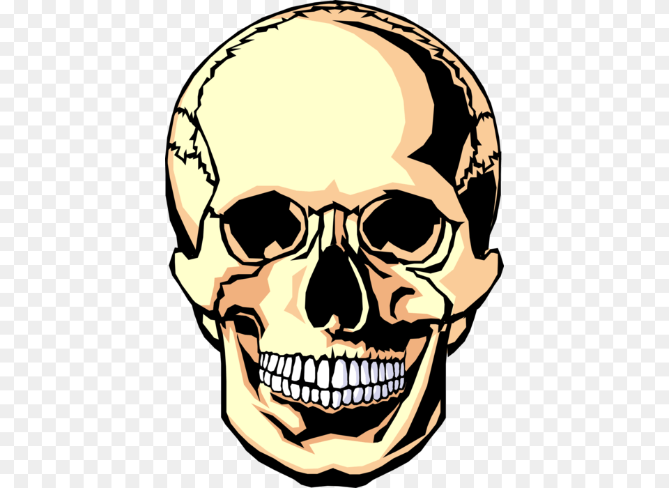 Vector Illustration Of Human Skull Head Dia De Los Muertos Blank Skull, Adult, Male, Man, Person Free Transparent Png
