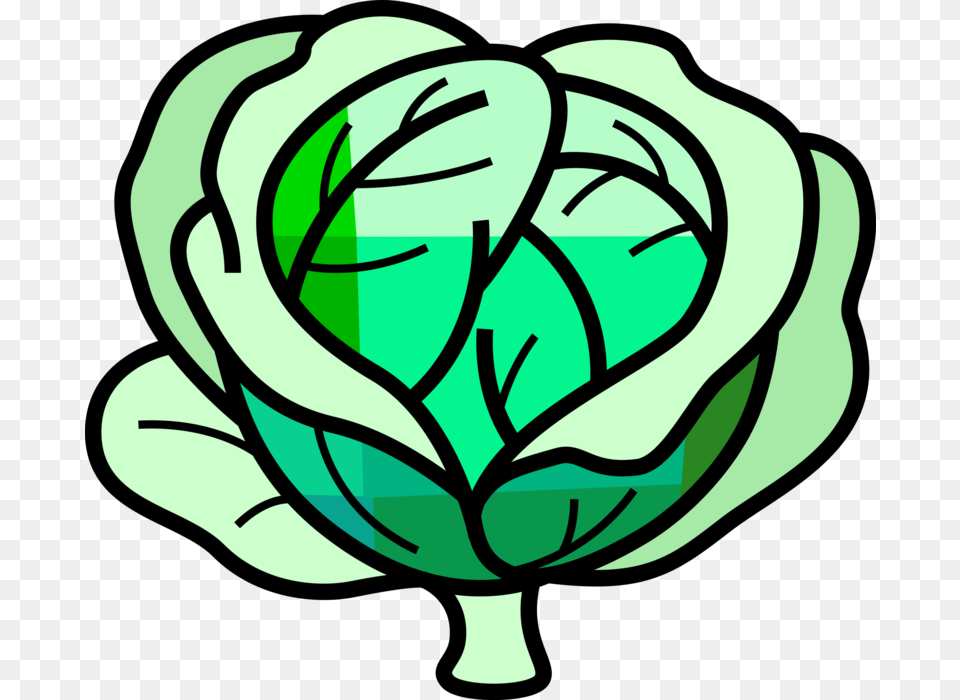 Vector Illustration Of Leafy Green Cabbage Edible Vegetable, Food, Leafy Green Vegetable, Plant, Produce Free Transparent Png