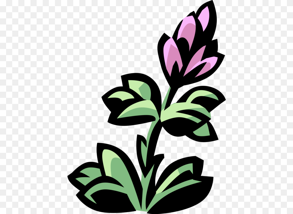Vector Illustration Of Lobelia Botanical Horticulture, Art, Floral Design, Flower, Graphics Png