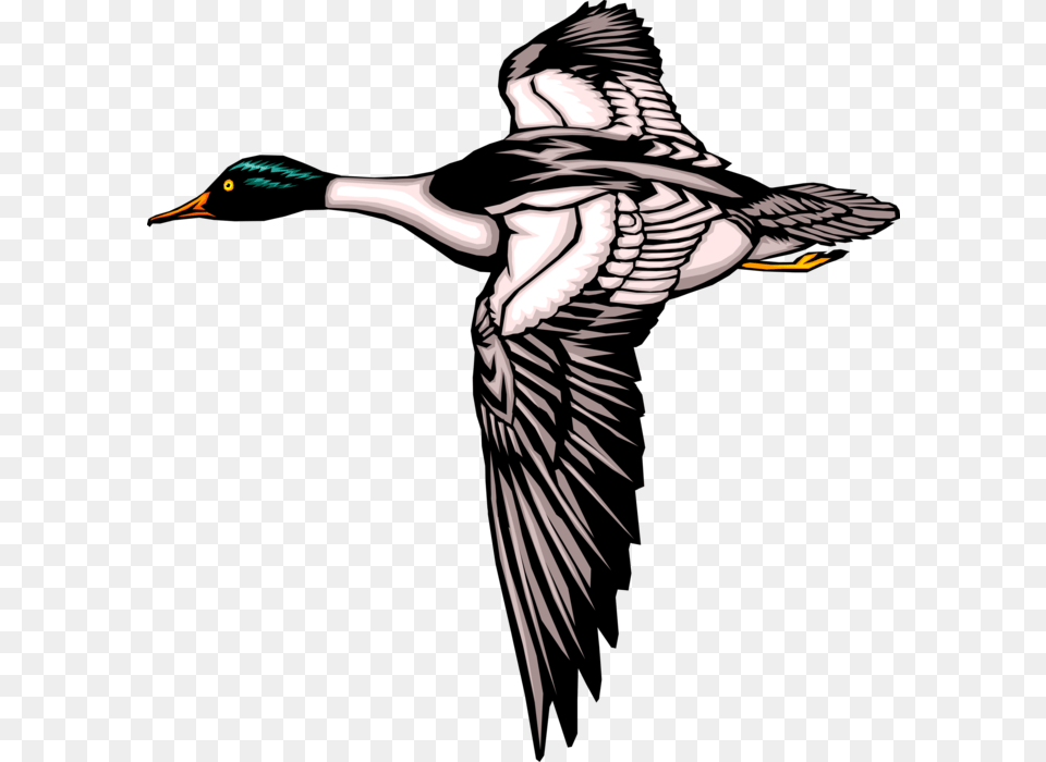 Vector Illustration Of Mallard Duck Bird In Flight Mallard Ducks Flying Silhouette, Animal, Waterfowl, Beak Png Image