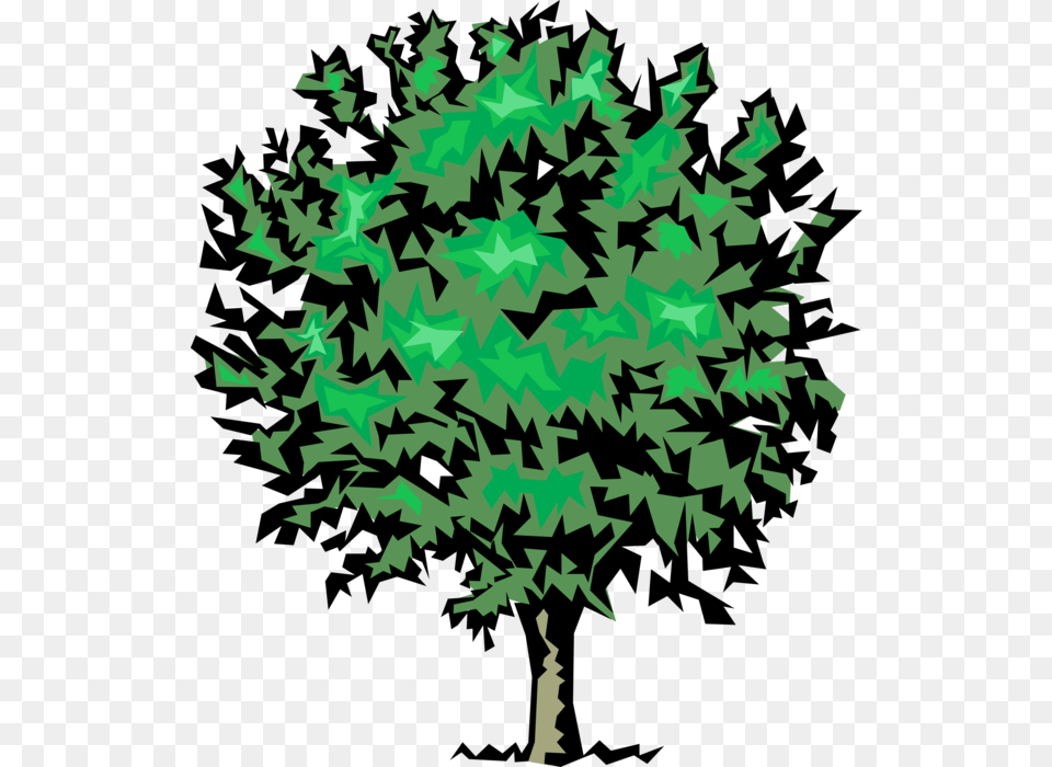 Vector Illustration Of Mature Deciduous Tree Maple Leaf, Green, Plant, Dynamite, Weapon Png Image