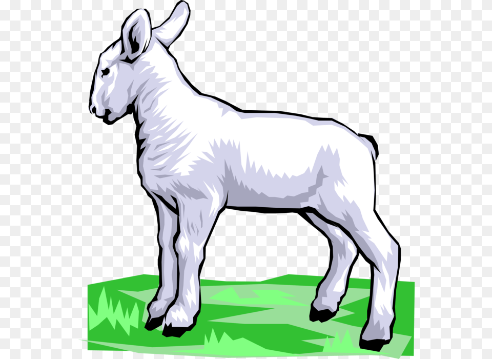 Vector Illustration Of Newborn Baby Lamb Sheep Standing, Livestock, Animal, Horse, Mammal Free Png Download