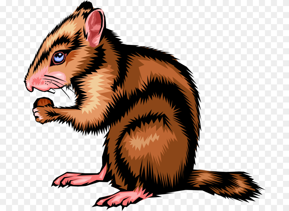 Vector Illustration Of North American Small Rodent Mouse, Animal, Mammal Png