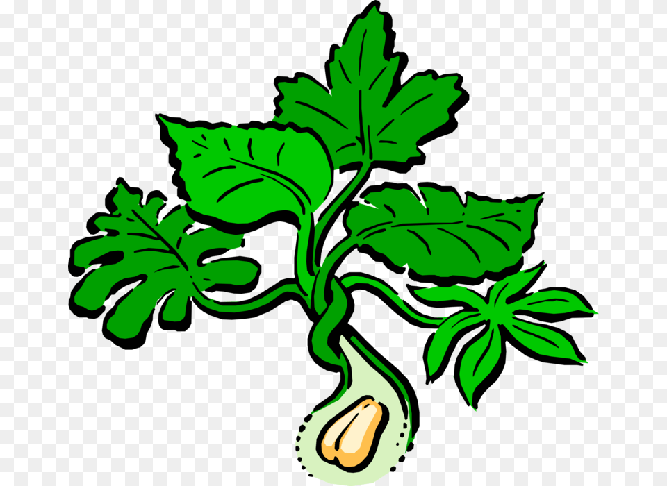 Vector Illustration Of Peanut Plant, Herbs, Green, Herbal, Leaf Png