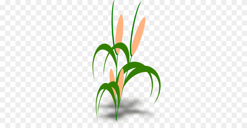 Vector Illustration Of Plant With Cobs, Flower, Green, Grass, Flower Arrangement Free Transparent Png