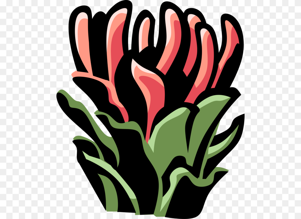 Vector Illustration Of Protea Botanical Horticulture, Flower, Plant, Petal, Art Png Image