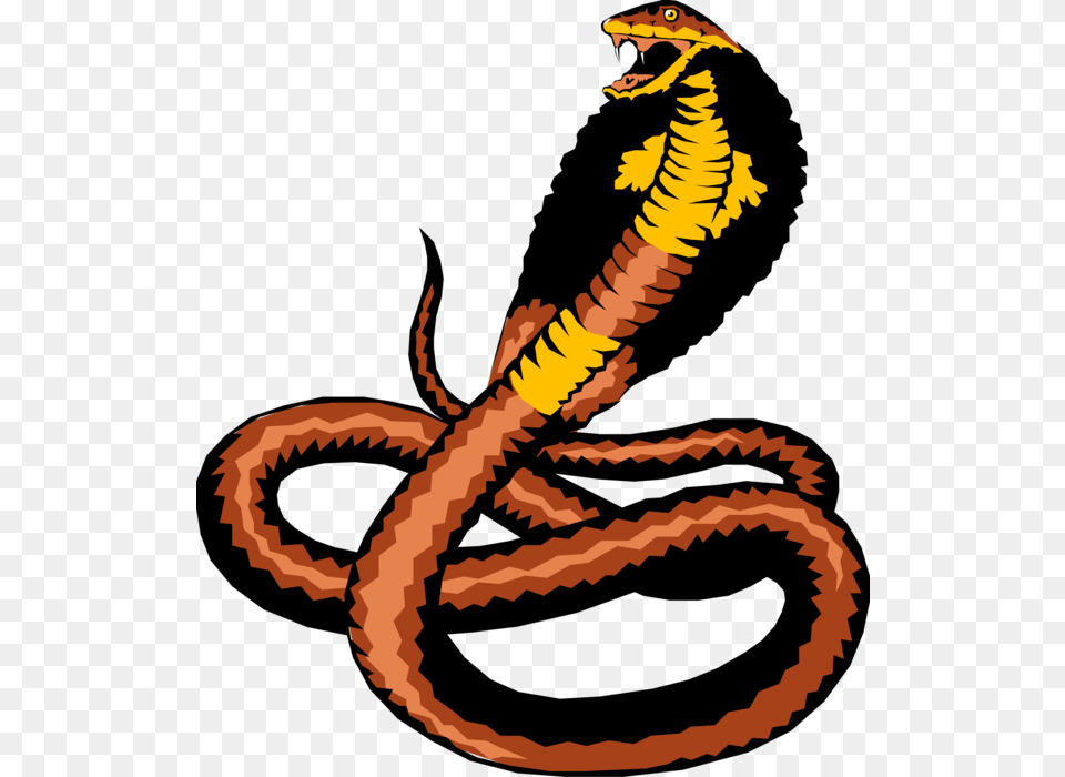 Vector Illustration Of Reptile Cobra Snake Ready To Cobra, Animal, Person Png Image