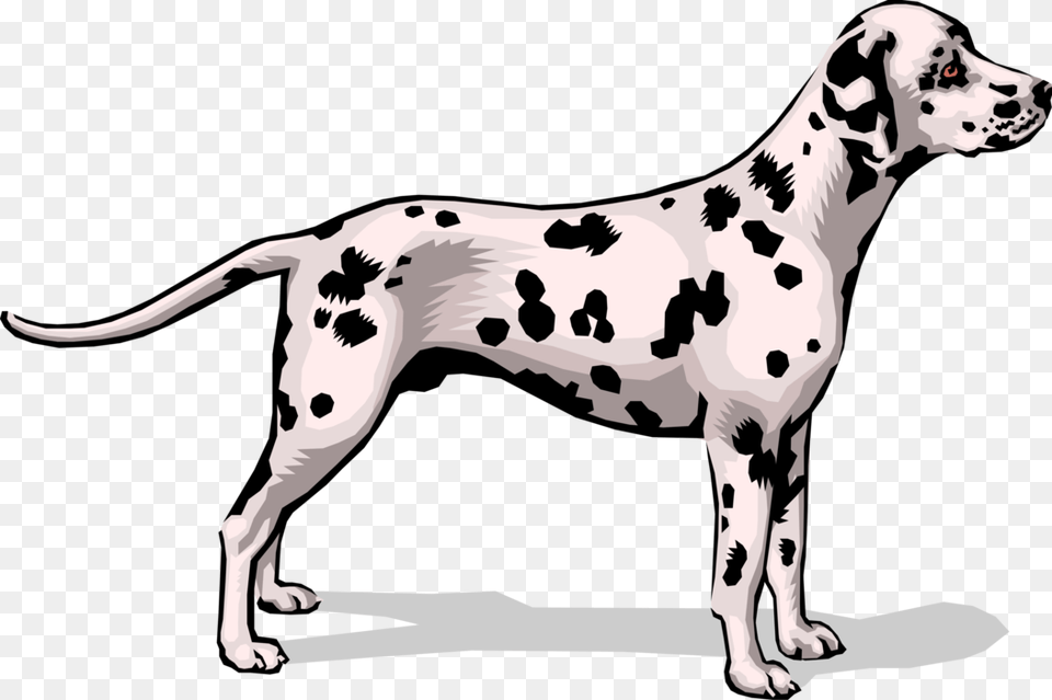Vector Illustration Of Spotted Dalmatian Dog Stands Dalmatian, Animal, Canine, Mammal, Pet Free Transparent Png