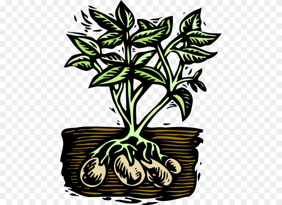 Vector Illustration Of Starchy Edible Tuber Cultivated Potato Plant Clip Art, Herbal, Herbs, Leaf, Head Free Png