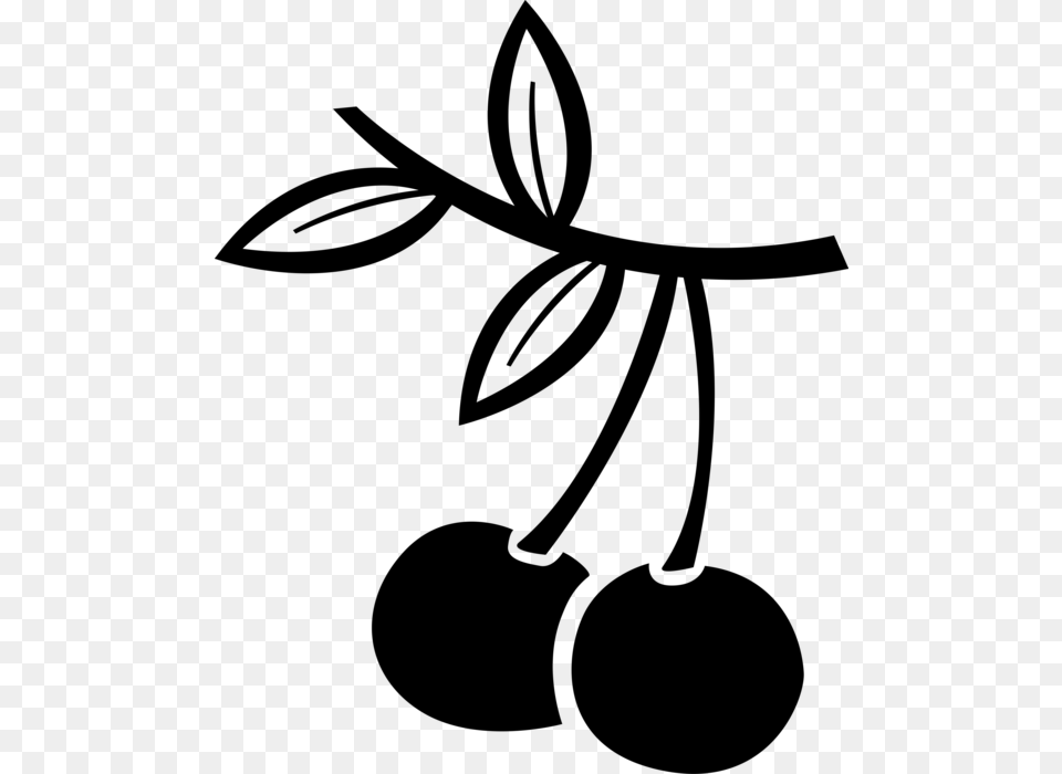 Vector Illustration Of Sweet Fruit Cherries On Branch, Gray Png Image