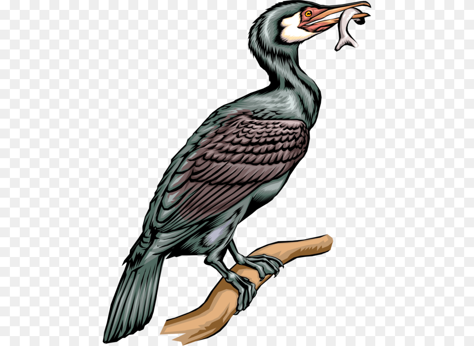 Vector Illustration Of Web Footed Diving Cormorant Cormorant Birds Clipart, Animal, Beak, Bird, Waterfowl Free Png