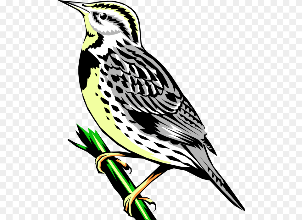 Vector Illustration Of Western Meadowlark Icterid Bird Western Meadowlark Clipart, Animal, Anthus, Sparrow, Finch Free Transparent Png