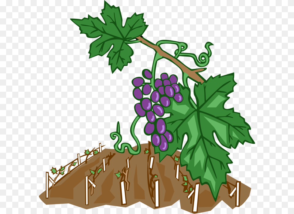 Vector Illustration Of Wine Grape Vines In Vineyard Weinreben Clipart, Food, Fruit, Grapes, Plant Free Png Download
