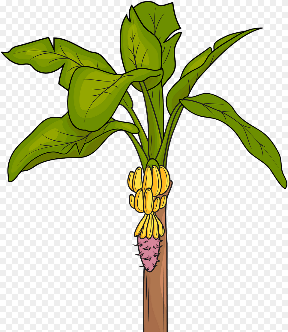Vector Image Banana Tree, Food, Fruit, Plant, Produce Free Png Download
