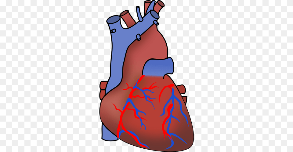 Vector Of Heart Showing Valves Arteries And Veins Public, Body Part, Stomach, Dynamite, Weapon Png Image
