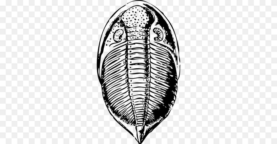 Vector Of Trilobite, Gray Png Image