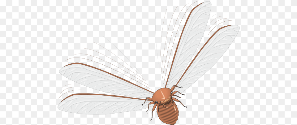 Vector Insects Fly Insect, Animal, Invertebrate, Firefly Png Image