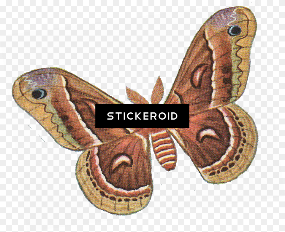 Vector Insects Moth Silk Moth Clip Art, Animal, Butterfly, Insect, Invertebrate Png