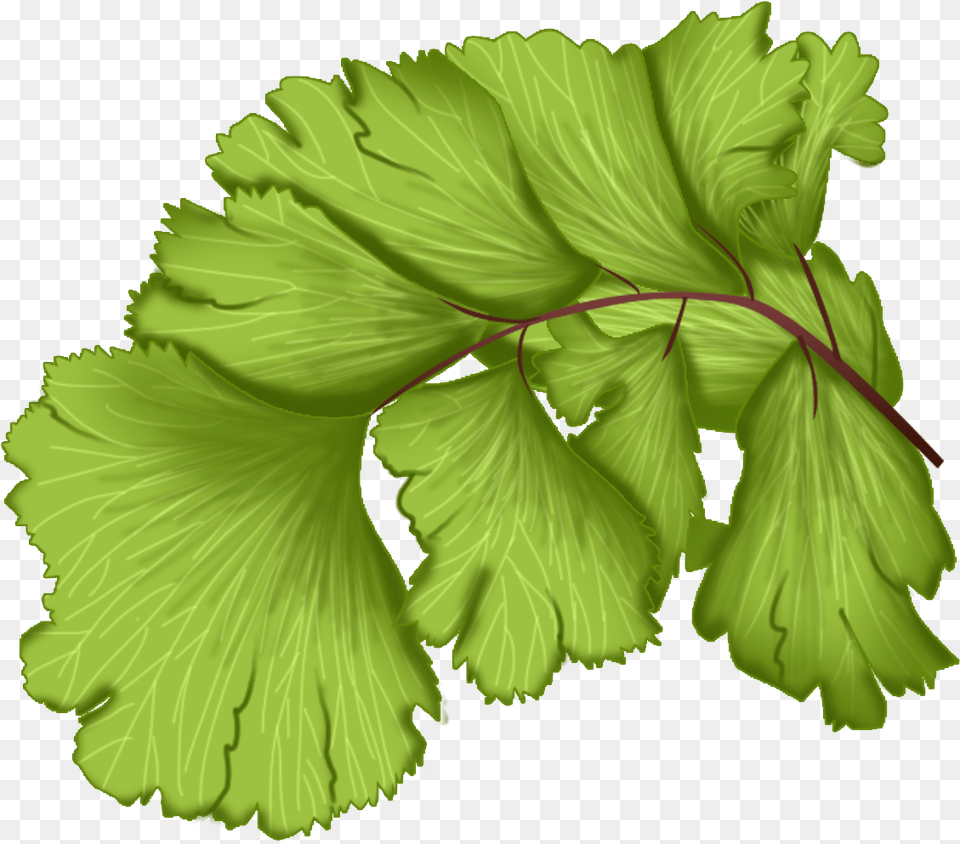Vector Leaves, Herbs, Leaf, Plant, Parsley Free Transparent Png