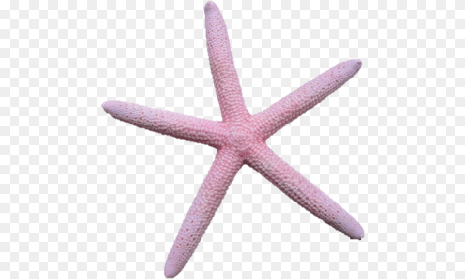 Vector Library Asteroidea On Emaze Starfish, Animal, Sea Life, Invertebrate, Aircraft Free Png