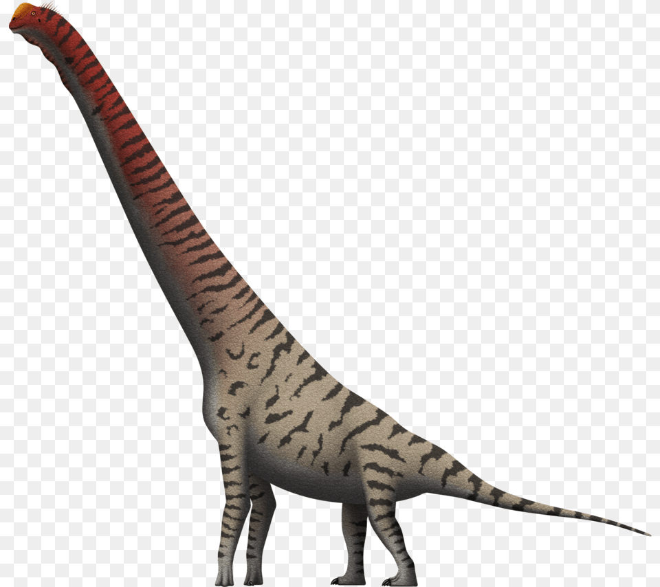 Vector Library Giraffatitan Brancai By Spinoinwonderland Brachiosaurus Giraffatitan, Animal, Dinosaur, Reptile, T-rex Png Image