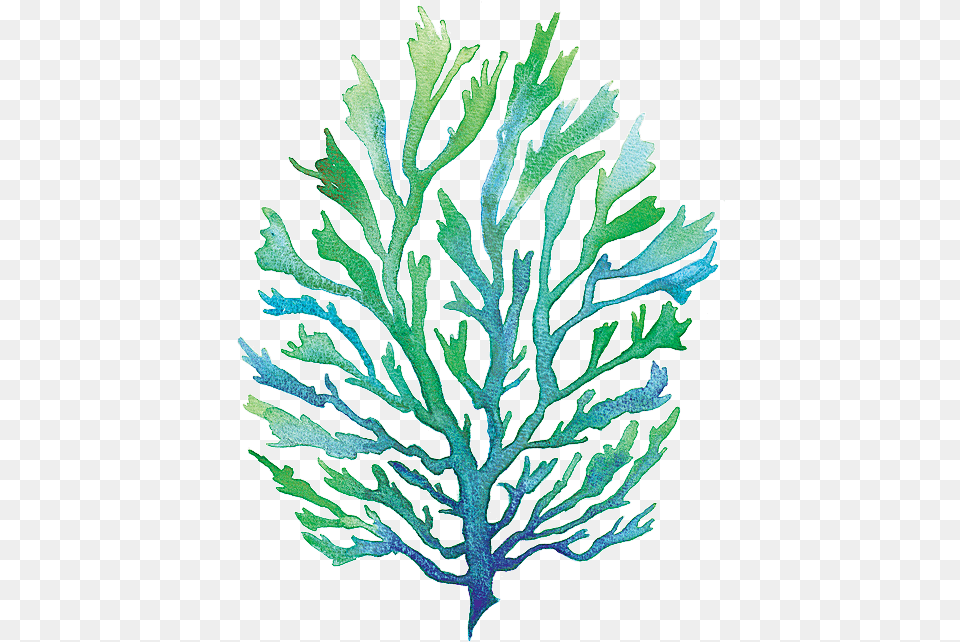 Vector Library Group Buy Online Watercolor Seaweed, Plant Free Png Download