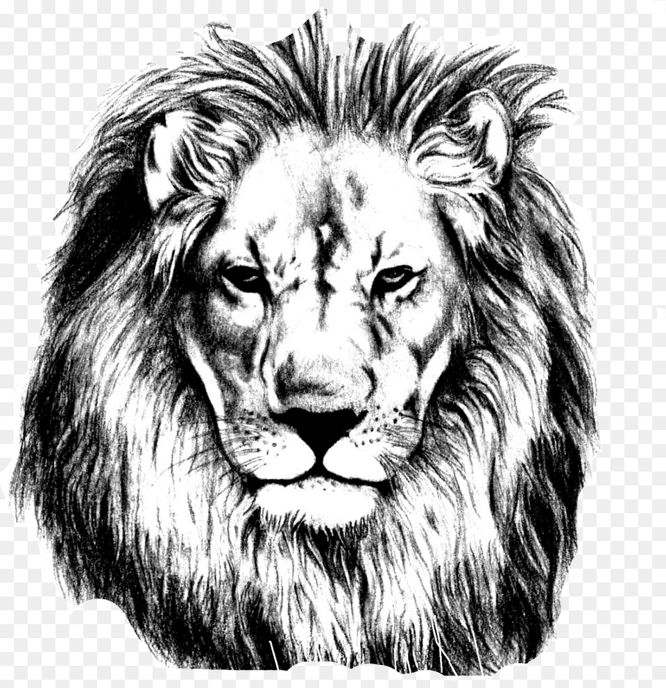 Vector Library Pencil Sketch Lions Head Transprent, Art, Wildlife, Mammal, Lion Free Png