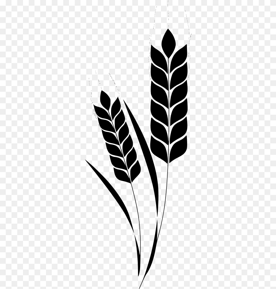 Vector Library Stock Corn Plant Wheat Stem Espiga Trigo, Gray Png Image