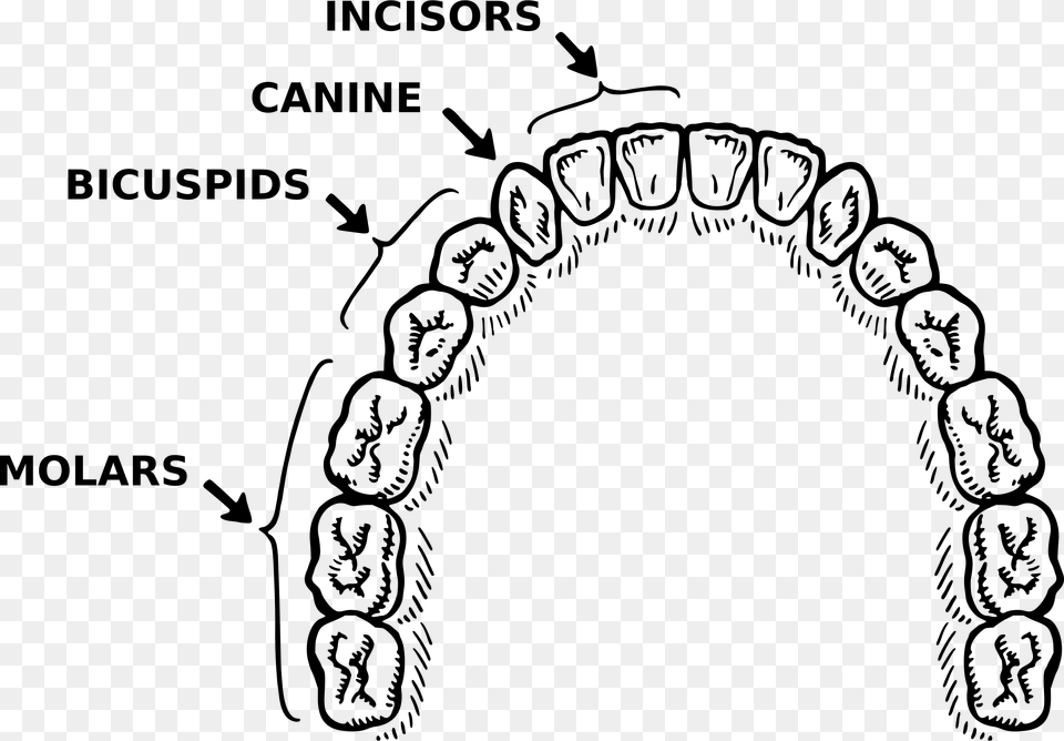 Vector Library Stock Teeth Annotated Big Image Teeth Parts Of Black And White, Gray Free Png Download