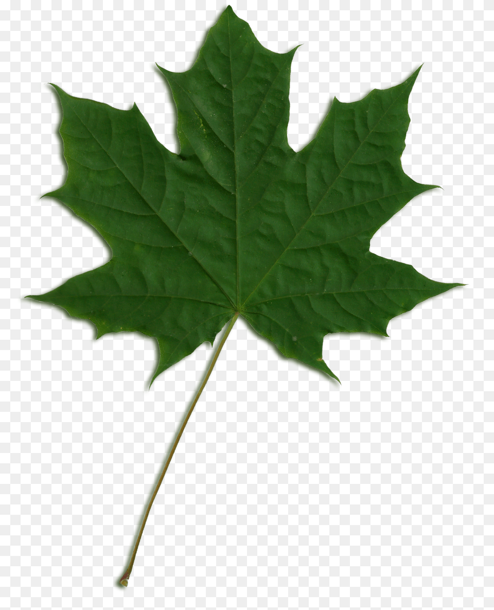 Vector Maple Leaf, Plant, Tree, Maple Leaf Free Png Download