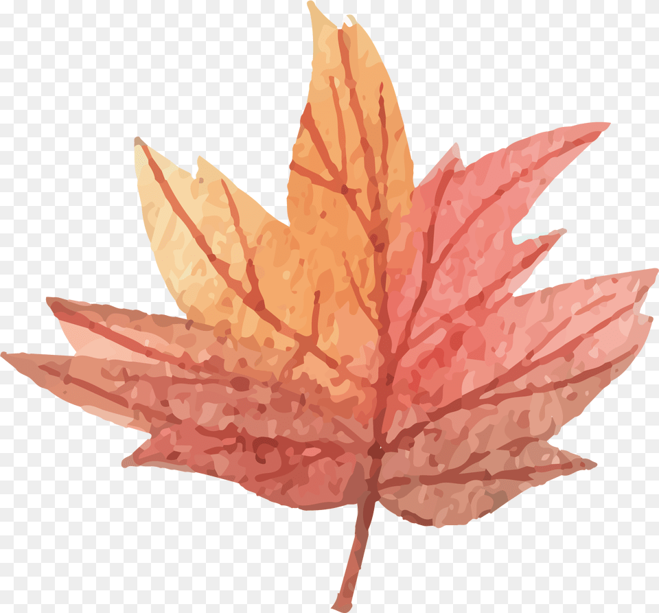 Vector Maple Leaf Download Watercolor Maple Leaf, Plant, Tree, Maple Leaf, Animal Png Image