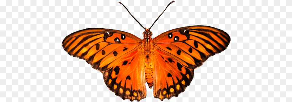 Vector Monarch, Animal, Butterfly, Insect, Invertebrate Free Transparent Png