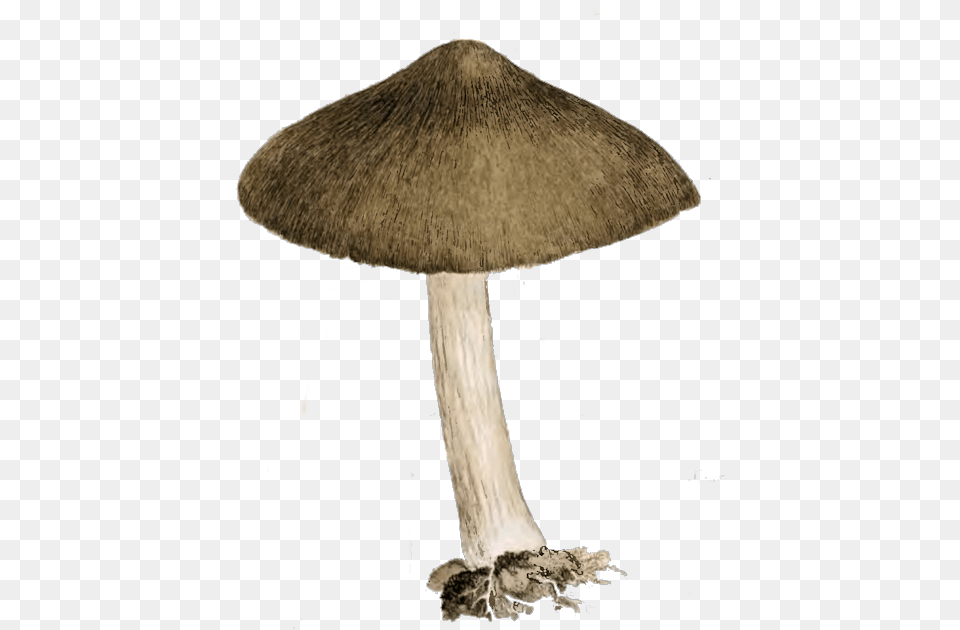 Vector Mushroom Vintage Vintage Mushroom, Agaric, Amanita, Fungus, Plant Free Png Download