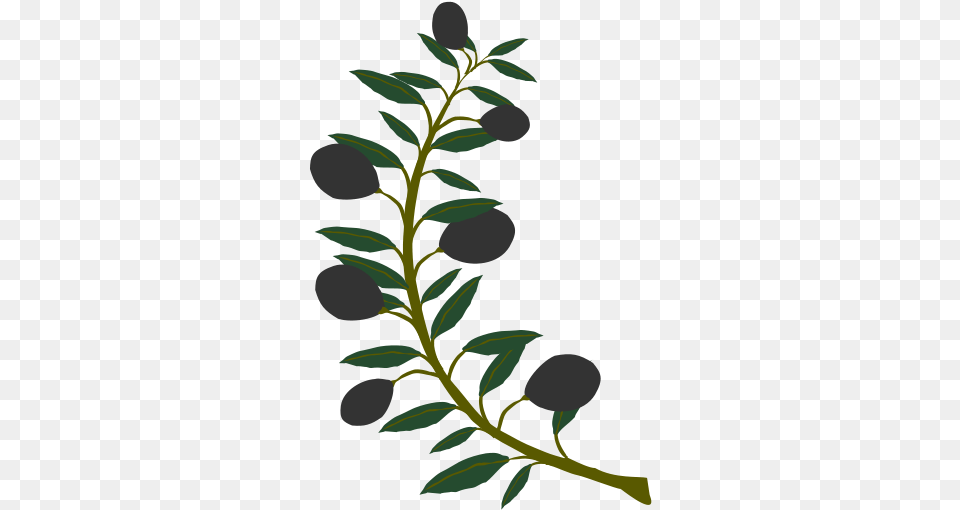 Vector Olive Branch Black Olive Vectorpicker Olive Tree Symbol Athena Transparent, Leaf, Plant, Conifer, Flower Png Image