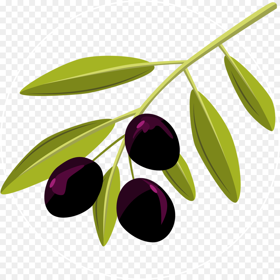 Vector Olive Olive Clipart, Leaf, Plant, Herbal, Herbs Free Png