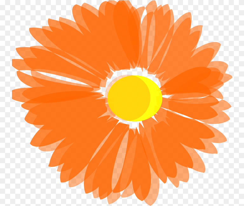 Vector Orange Floral Transparent Orange Flower Vector, Daisy, Petal, Plant, Person Free Png