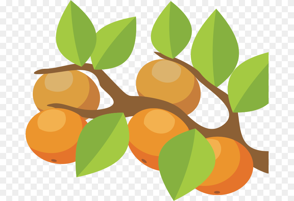 Vector Orange Tree, Food, Fruit, Leaf, Plant Png