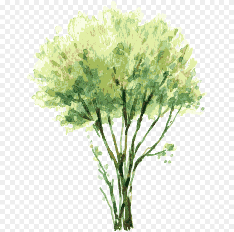 Vector Painting Tree Illustration Tree Elevation Watercolor, Plant, Grass, Oak, Sycamore Free Transparent Png