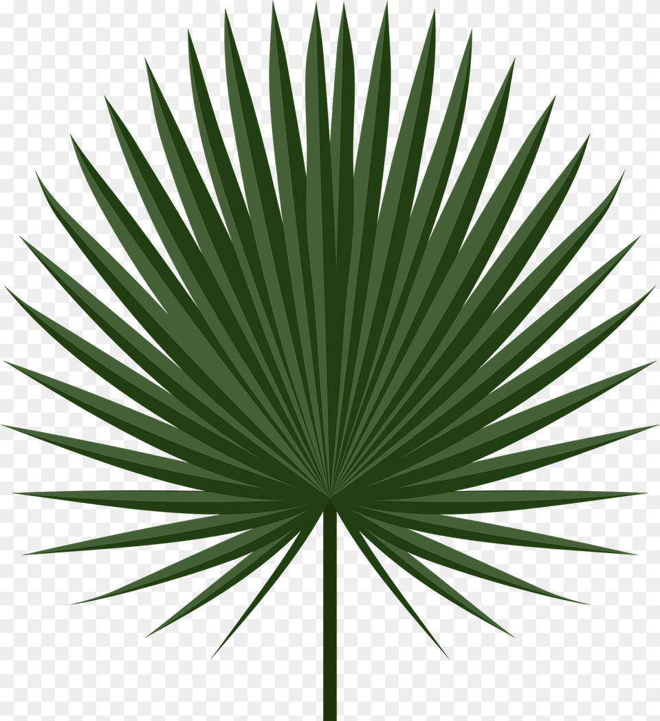 Vector Palm Leaf, Green, Palm Tree, Plant, Tree Free Png Download