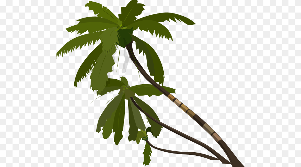 Vector Palm Trees Clip Art At Clipart Library Jungle Trees Vector, Leaf, Palm Tree, Plant, Tree Png