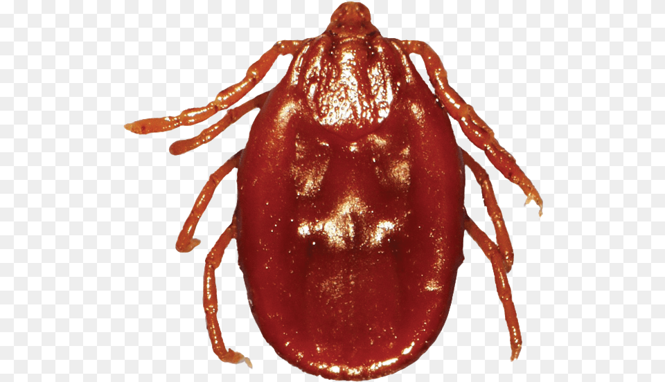 Vector Parasite Tick Dog Tick, Animal, Insect, Invertebrate Png